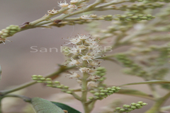 Terminalia paniculata